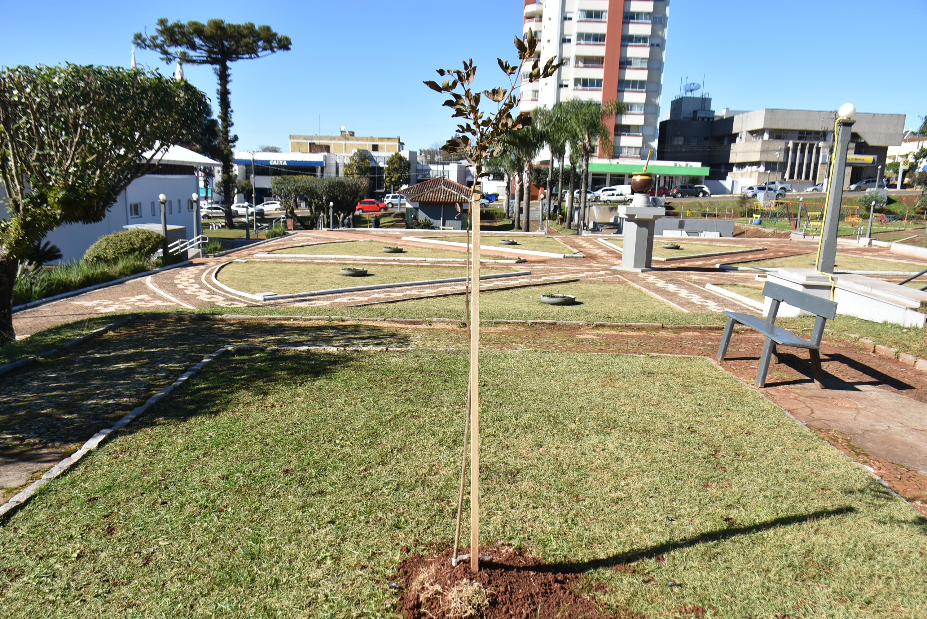Mudas plantadas na Praça (2)